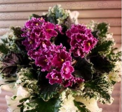 Mac's Sunset Serenade 